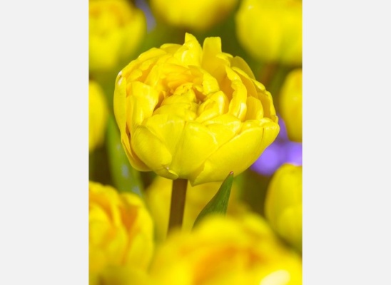 Tulipán Yellow Pomponette